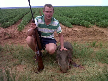 kudu bul, 44 Klerksdorp, North West, South Africa